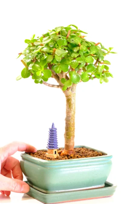 Tiny Dwarf Jade bonsai tree - perfect beginners indoor bonsai
