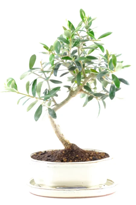 Beautifully Designed Olive (Olea Europaea) Bonsai Tree with Vibrant Green Foliage