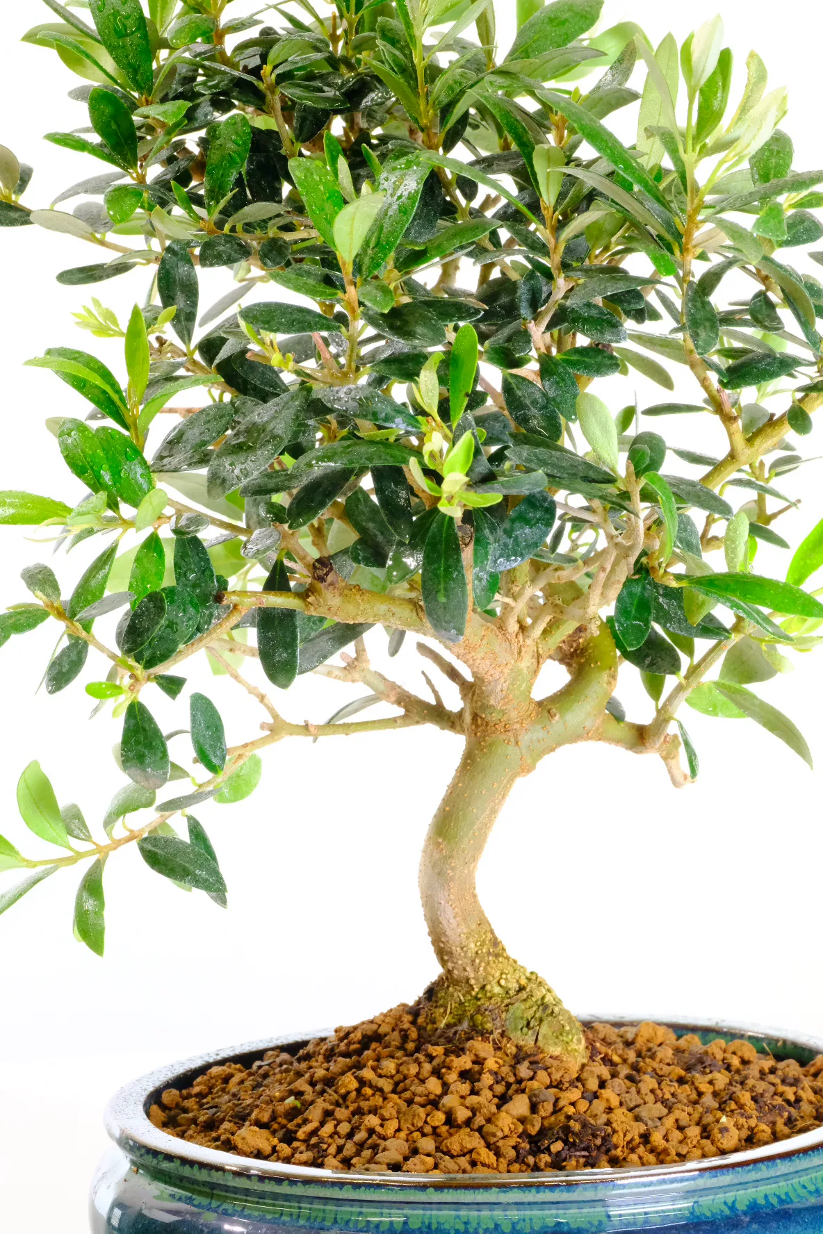 Symbolises peace - tree of Athena