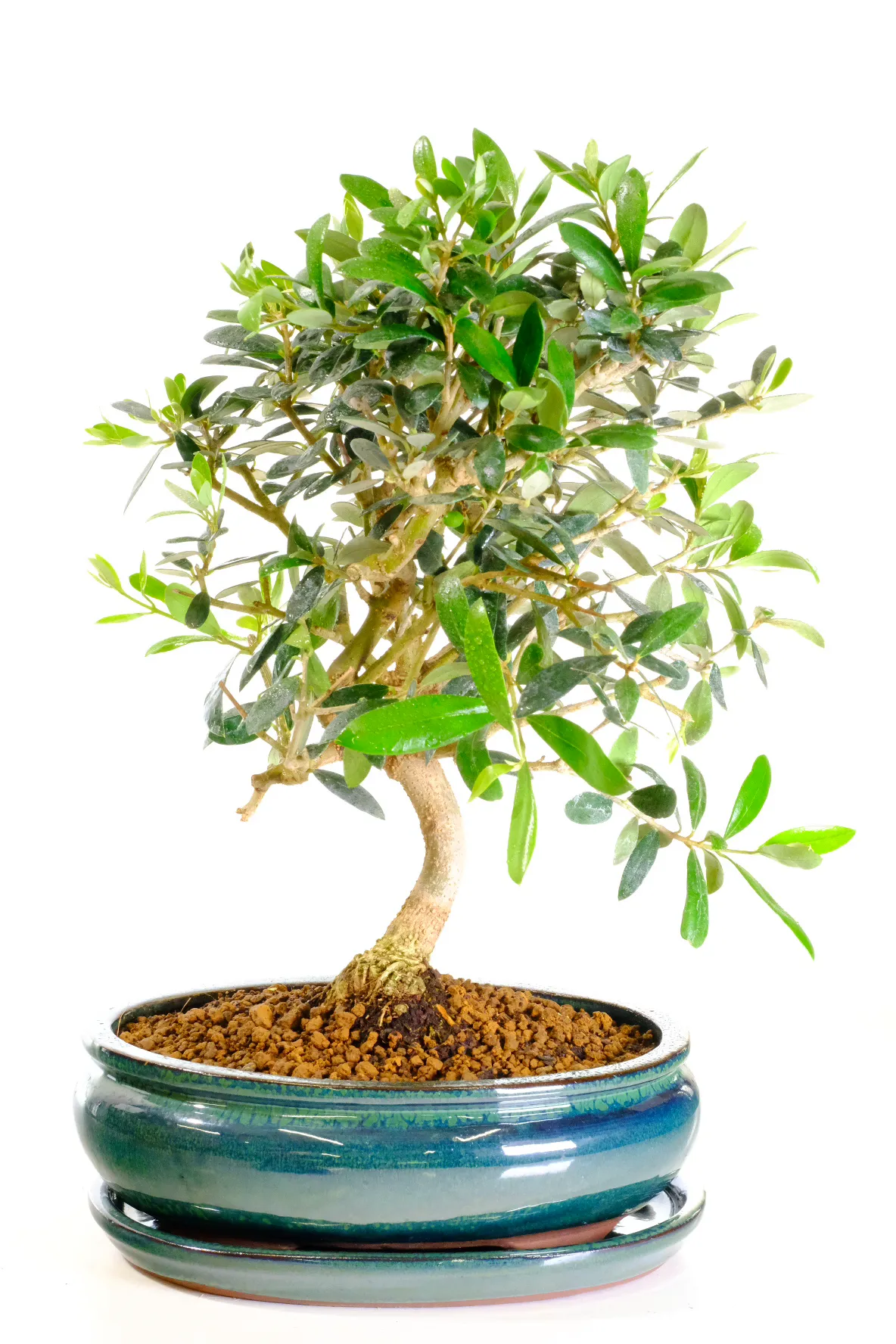 A very easy care bonsai - great for beginners