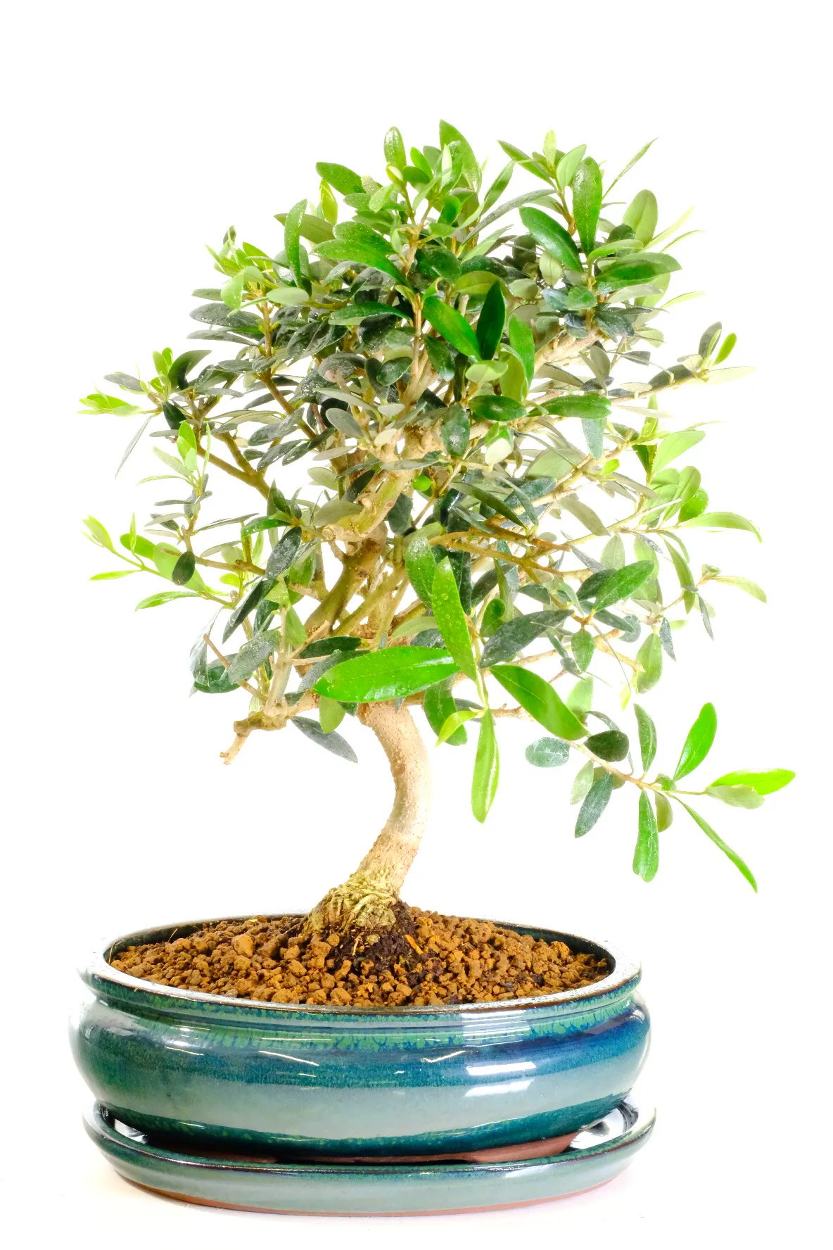 Produces summer flowers and olive fruits as it matures