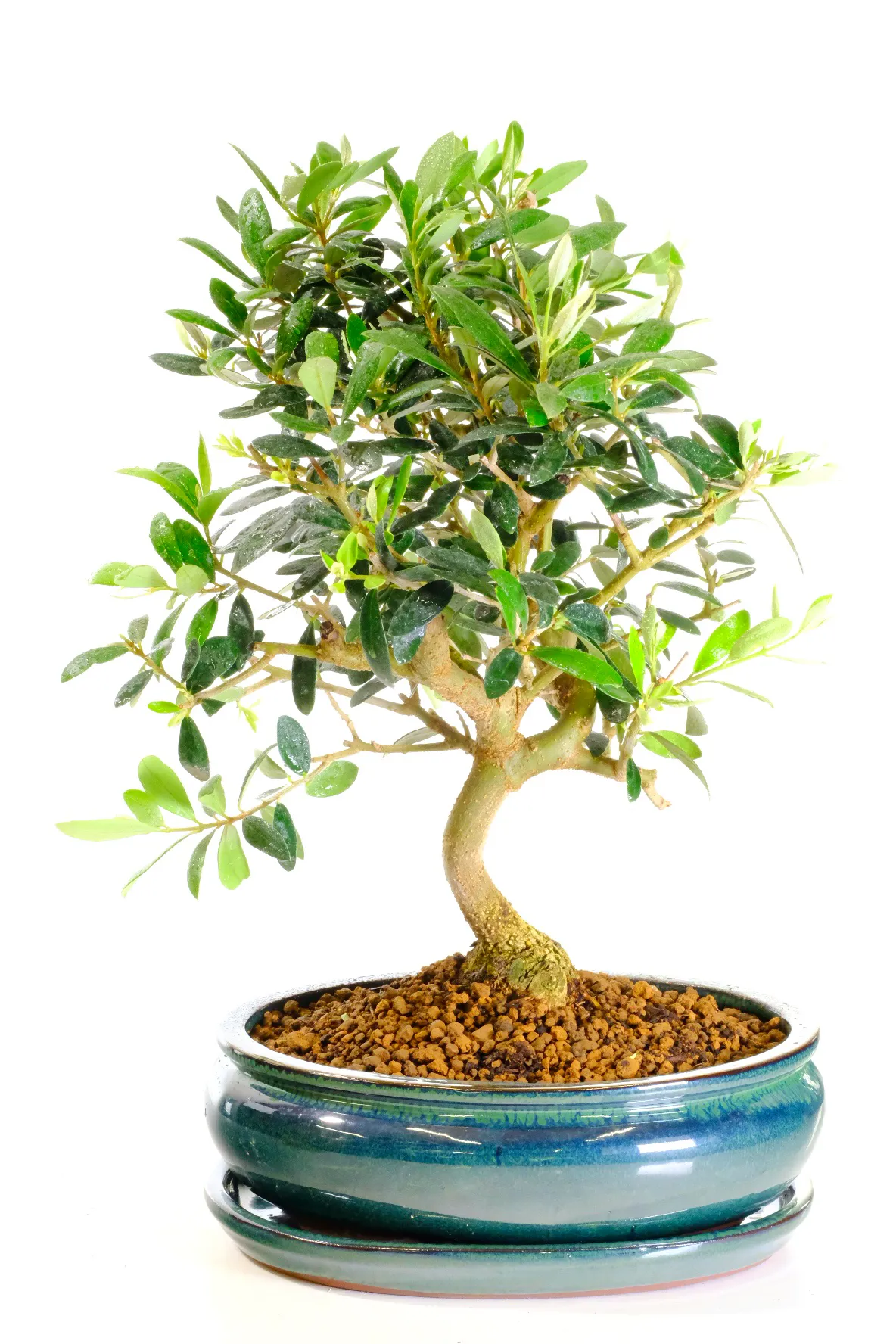 Elegant Mediterranean Olive Bonsai tree for sale