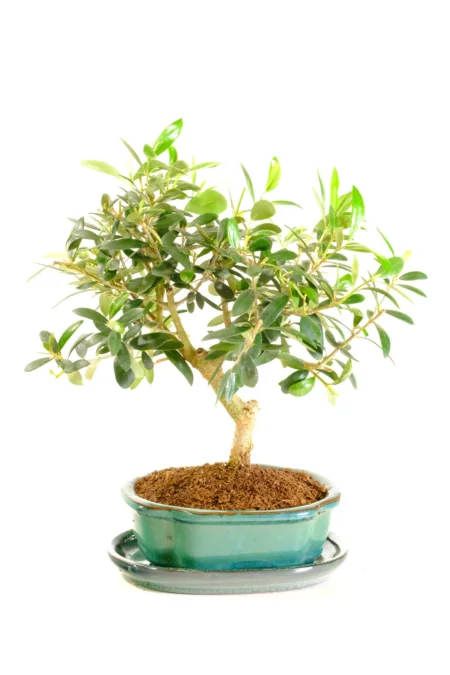 Elegant 11-Year-Old Olive Bonsai Tree | Twisty Trunk, Strong Stature and Open Design