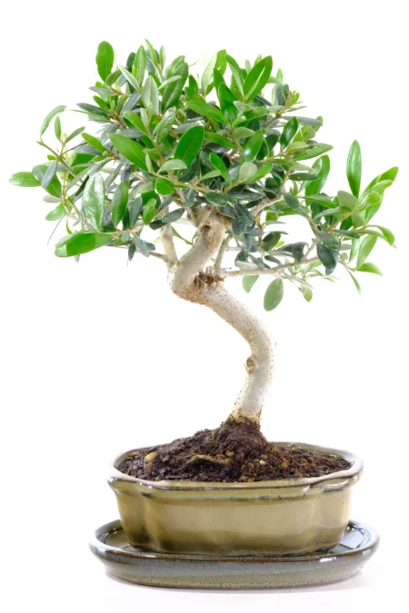 10-Year-Old Olive Bonsai Tree | Vibrant Foliage, S-Shaped Trunk & Olive Green Pot
