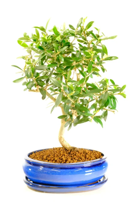 Exquisite Twisting Olive Bonsai Plant - Evergreen Silvery Leaves | Memories of Tuscany