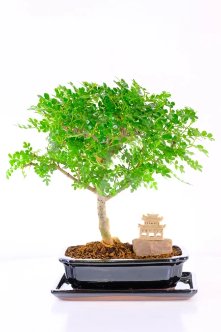 Fresh and Zesty Aromatic Indoor Pepper Bonsai