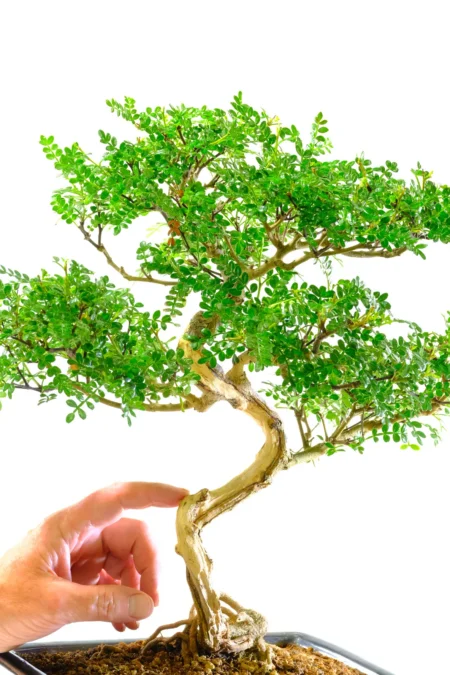 Sublime styling - Zanthoxylum bonsai in gloss black pot