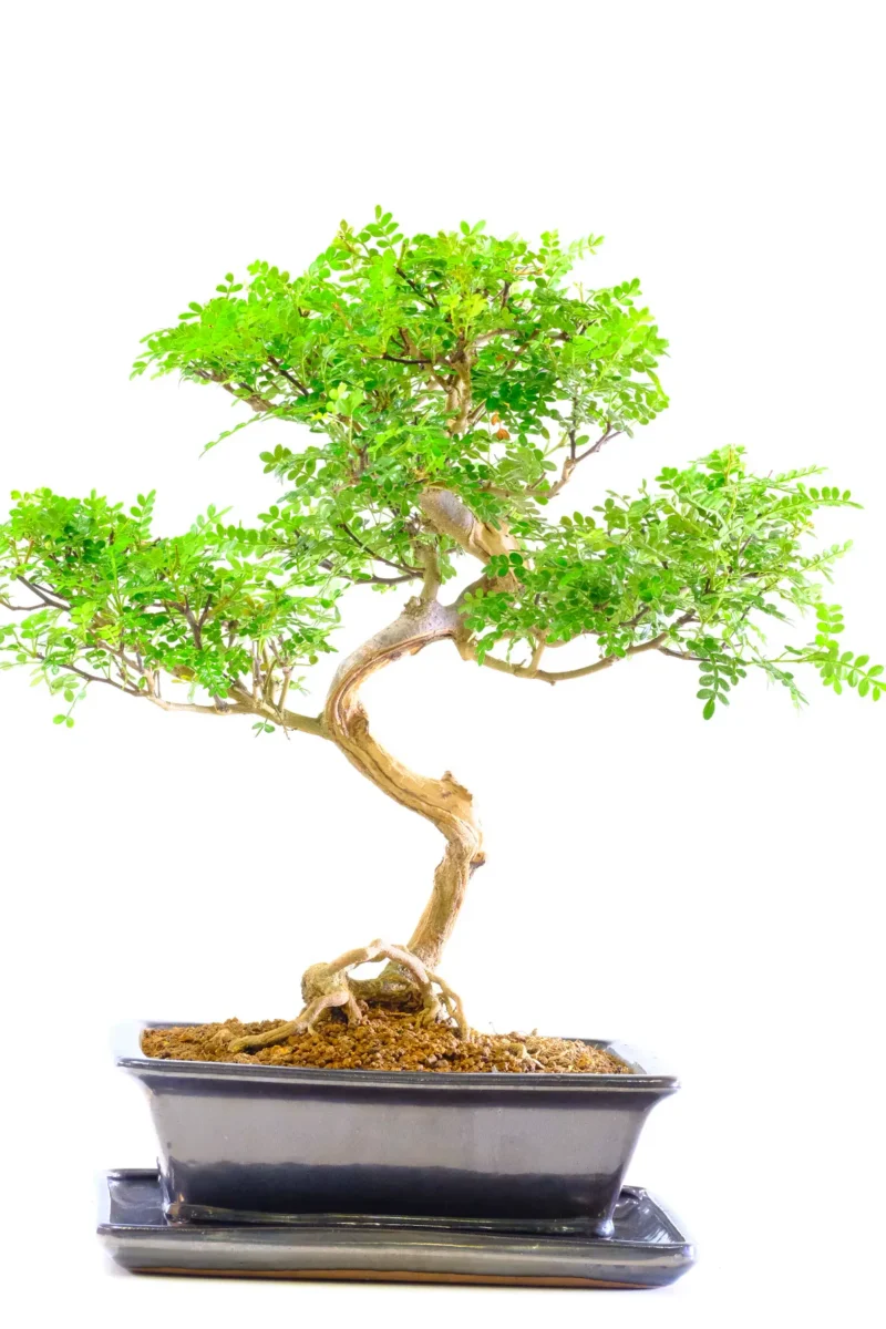 Elegant Aromatic Zanthoxylum piperitum Bonsai Tree – Japanese Pepper Tree