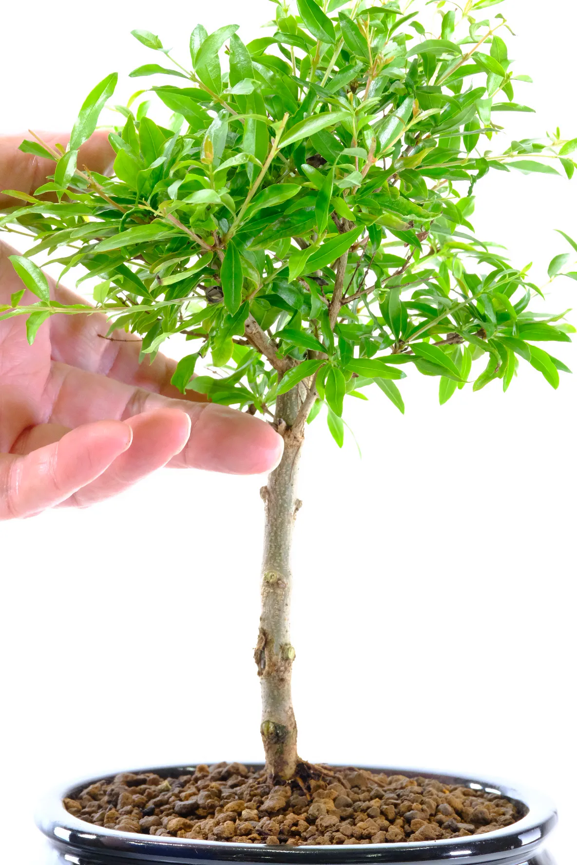 Lovely broom-style flowering and fruiting bonsai variety