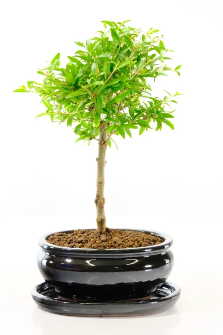 Adorable tiny pomegranate bonsai tree for sale