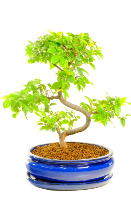 Elegant Fruiting Sweet Plum Bonsai – Character, Colour and Calm