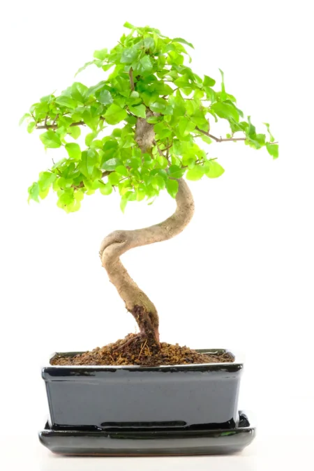 BANK HOLIDAY OFFER | Incredible Woodland-Style Fruiting Indoor Sweet Plum Bonsai with Lush Canopy