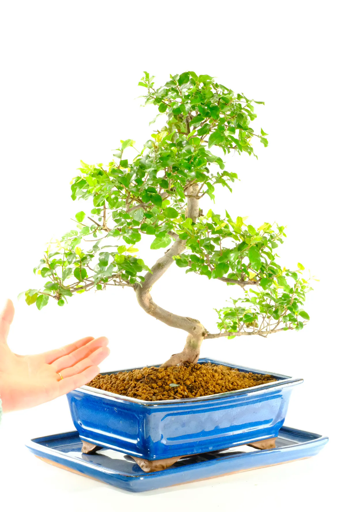 Grows tiny purple fruits during warmer months