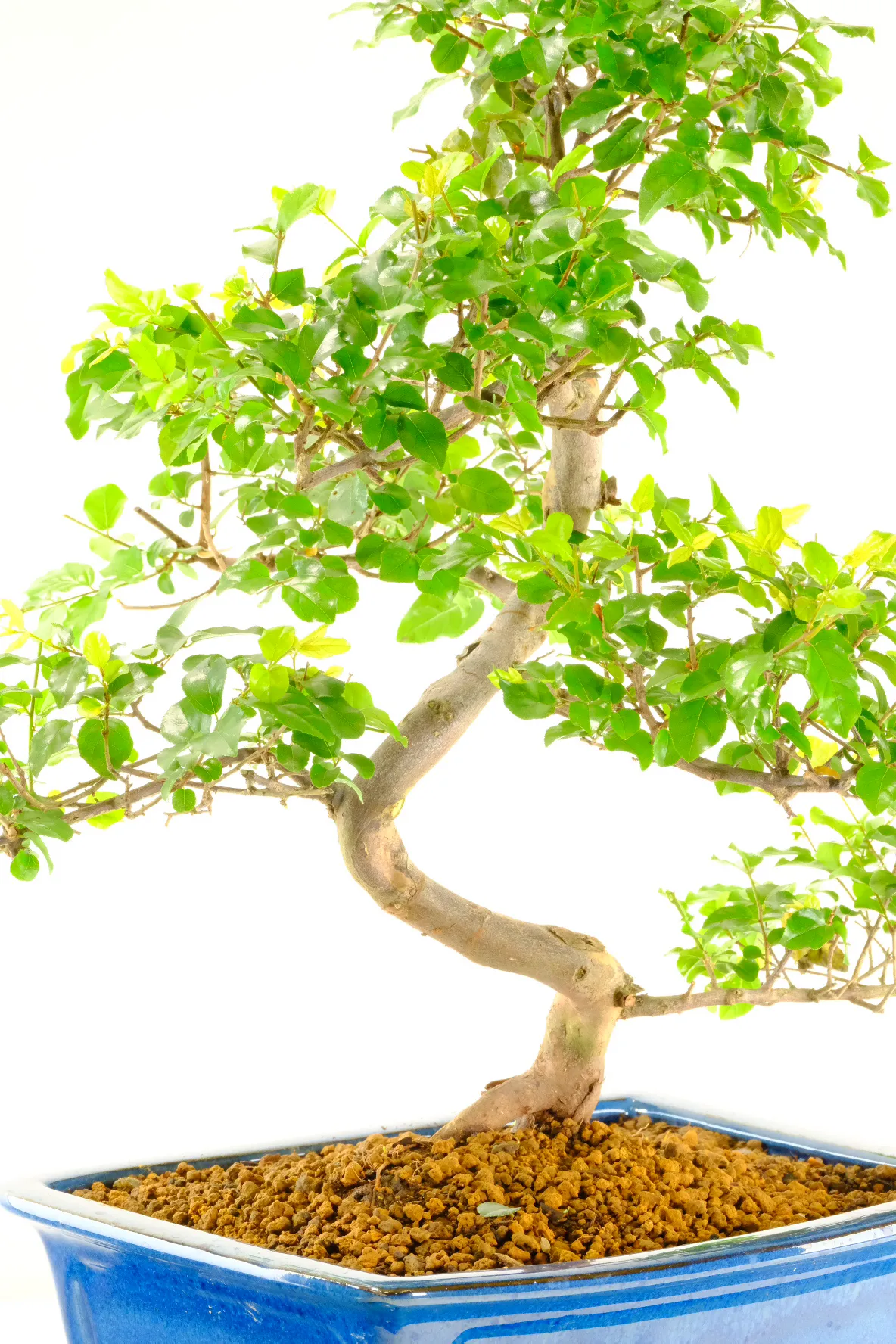 A lovely environmentally friendly gift idea