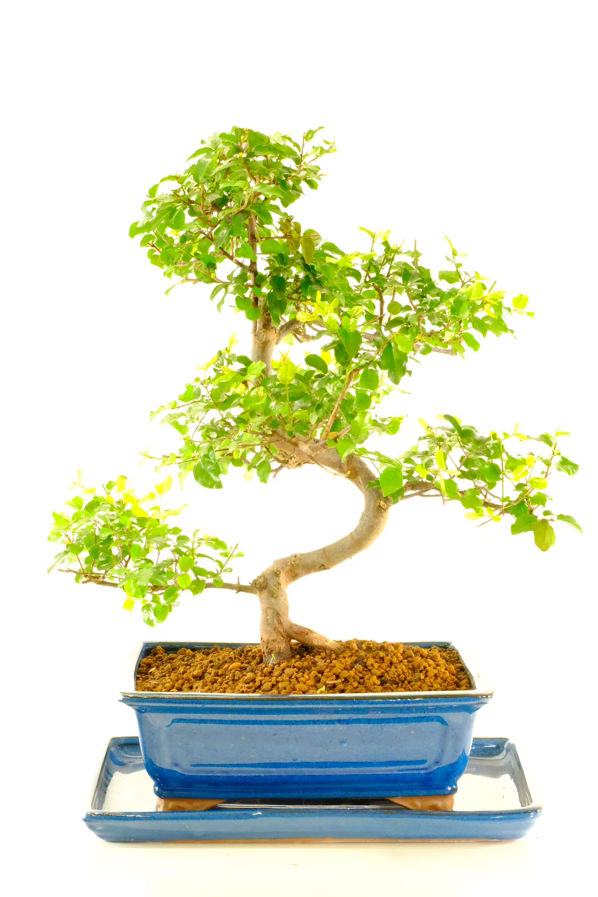 Very unique tree with excellent proportions