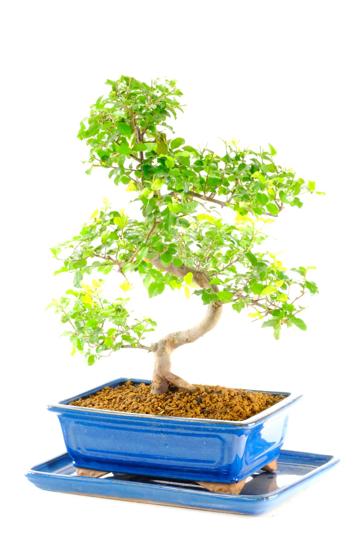 Potted into a blue ceramic bonsai pot with matching drip tray