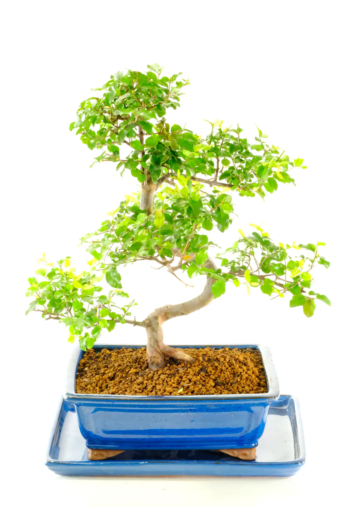 Very pretty fruiting bonsai tree Sageretia theezans
