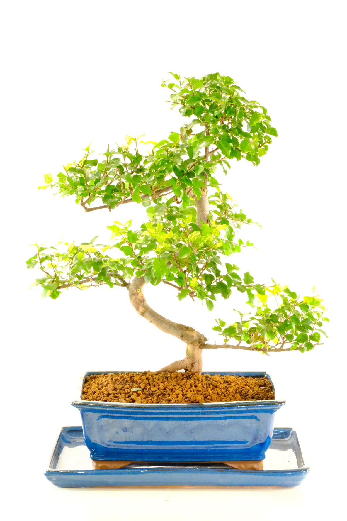 Delightful indoor bonsai tree for sale UK