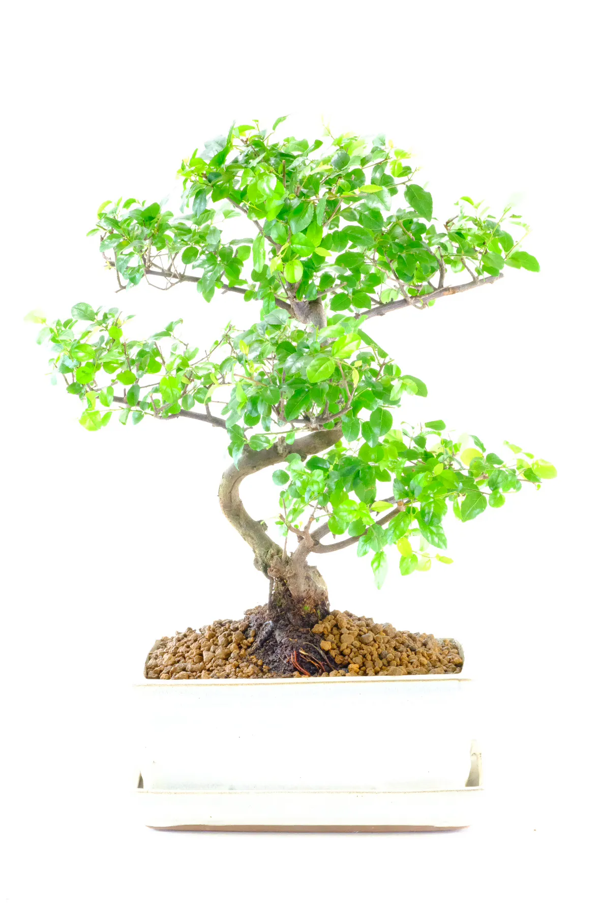 Buy this high quality Sageretia bonsai tree from the experts at Bonsai Direct