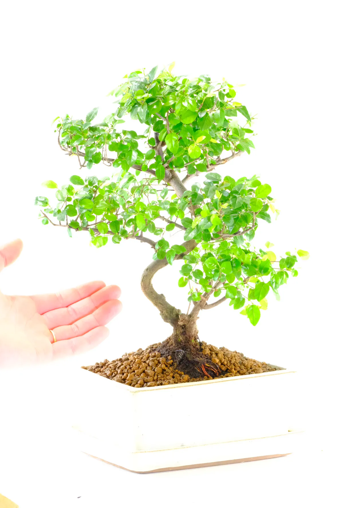 Beginners twisty bonsai for sale in new cream pot