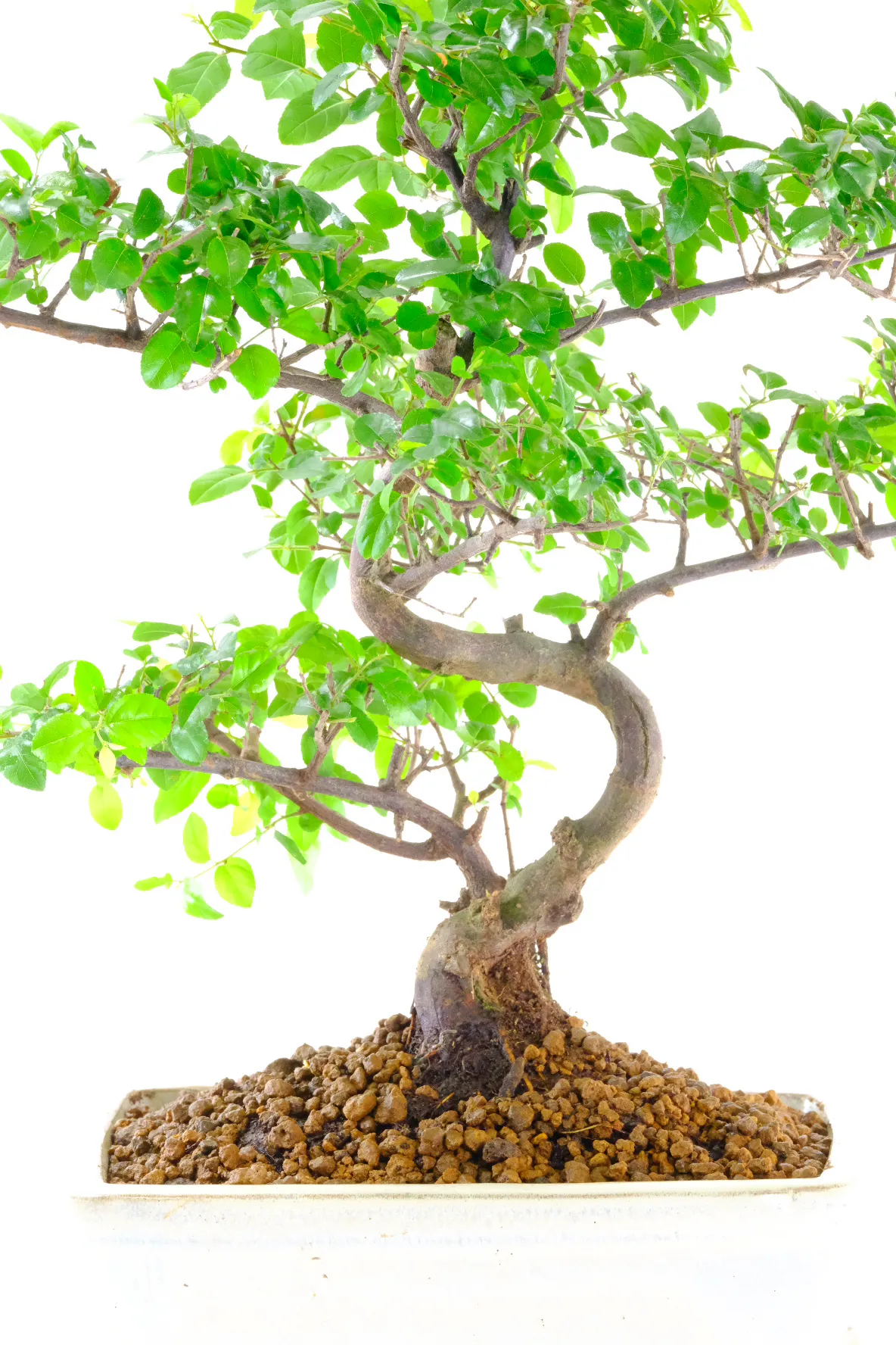 Premium Indoor Sweet Plum Bonsai – Twisting Trunk & Seasonal Colour