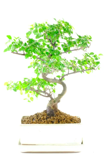 Elegantly Styled Chinese Sweet Plum Bonsai: A True Work of Art