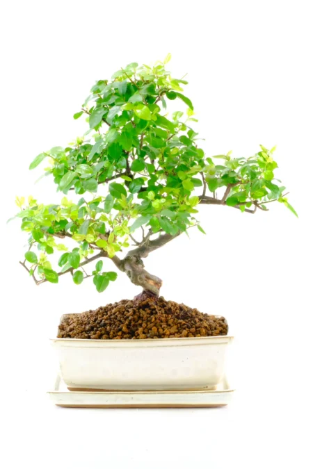Twisty Beginners Sageretia theezans Bonsai | Elegant Indoor Sweet Plum Tree in Cream Pot