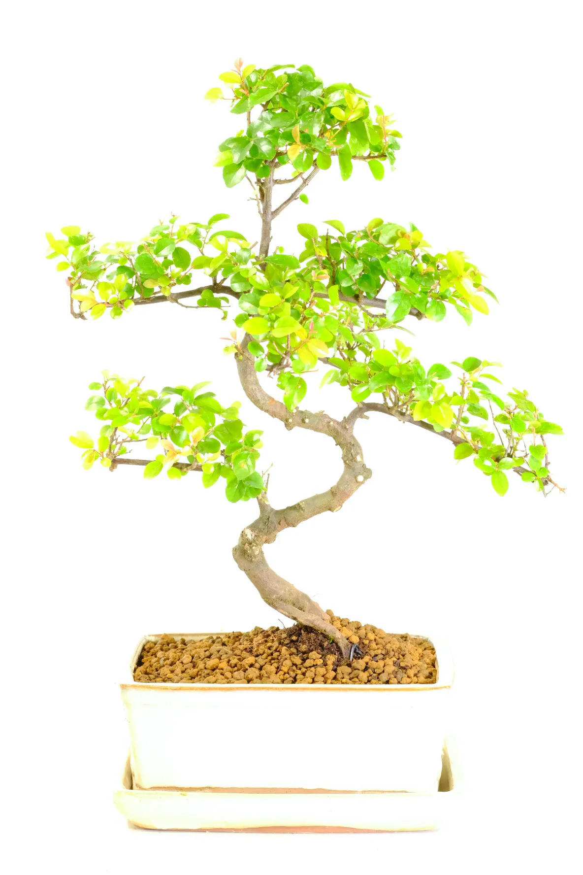 Elegant very neatly designed sageretia bonsai for sale