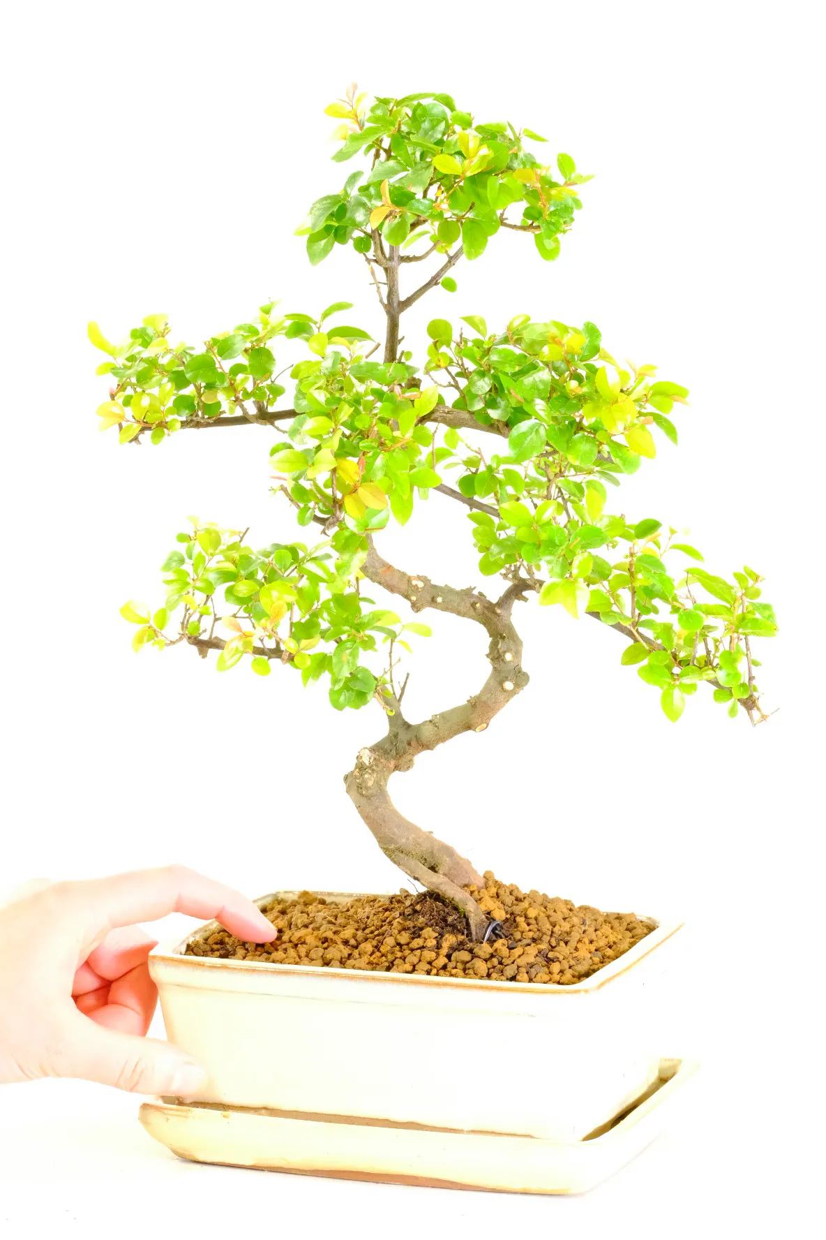 Sageretia bonsai in cream ceramic pot