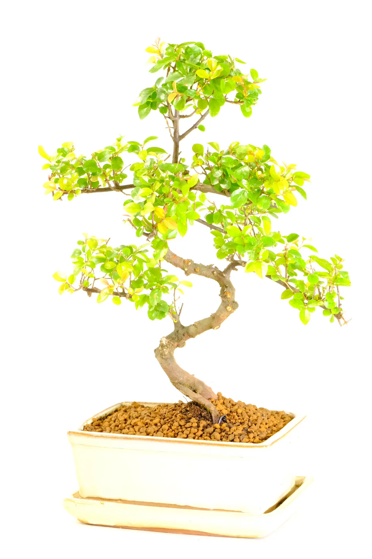 Sageretia theezans premium serpentine bonsai for sale