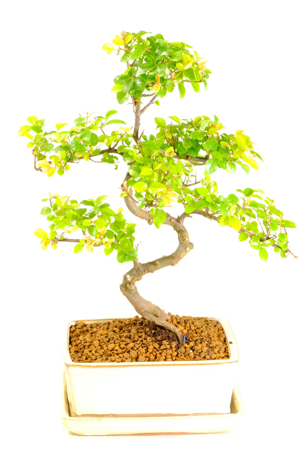A Mature Chinese Sweet Plum Bonsai with Instant Presence