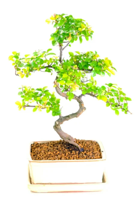 A Mature Chinese Sweet Plum Bonsai with Instant Presence