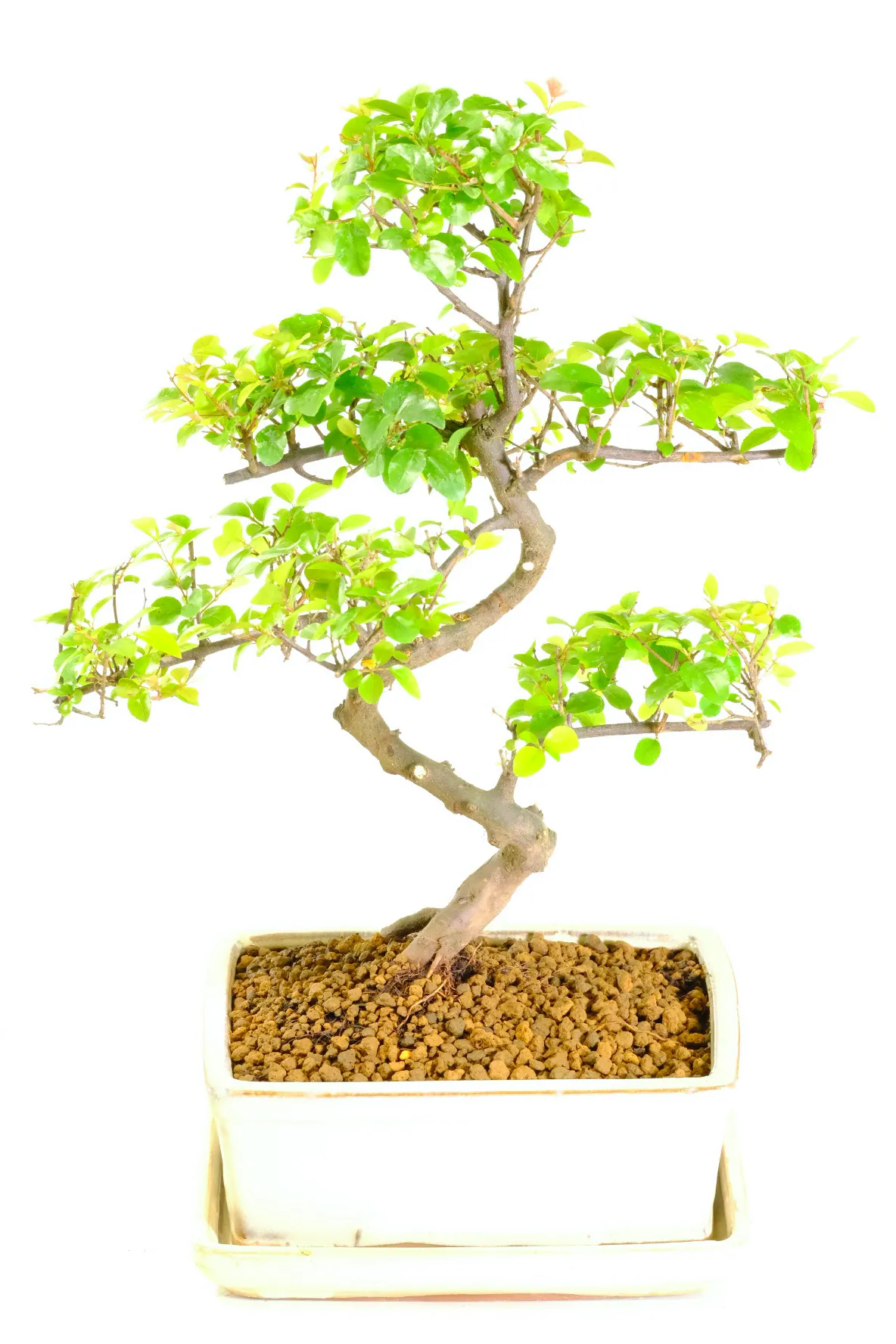 Fabulously Fruiting Chinese Sweet Plum Indoor Bonsai Tree - Incredible Design