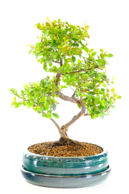 Elegant Fruiting Dwarf Fruiting Chinese Sweet Plum Bonsai - 14 years old