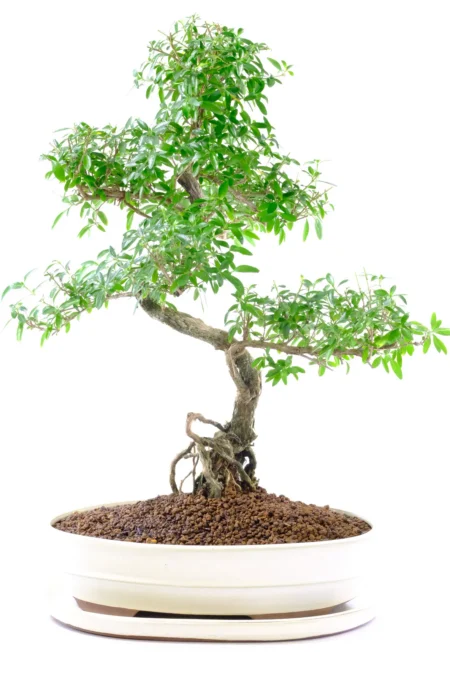 Spectacular indoor bonsai tree for sale UK