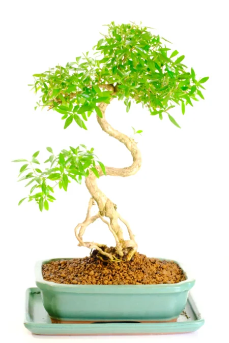Flowering indoor bonsai tree UK