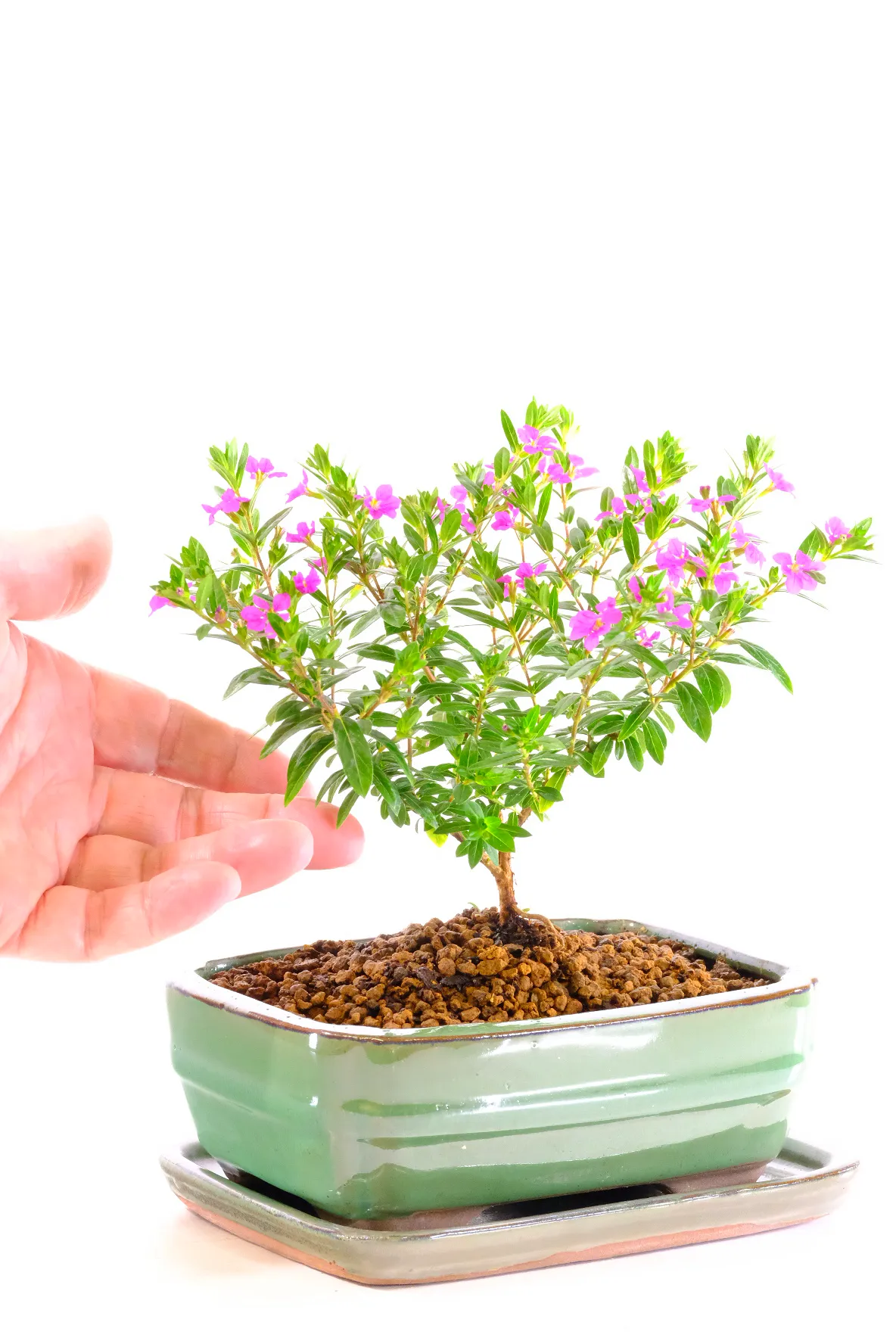 Cuphea Evergreen: A Petite Indoor Tree with Delightful Purple Blooms