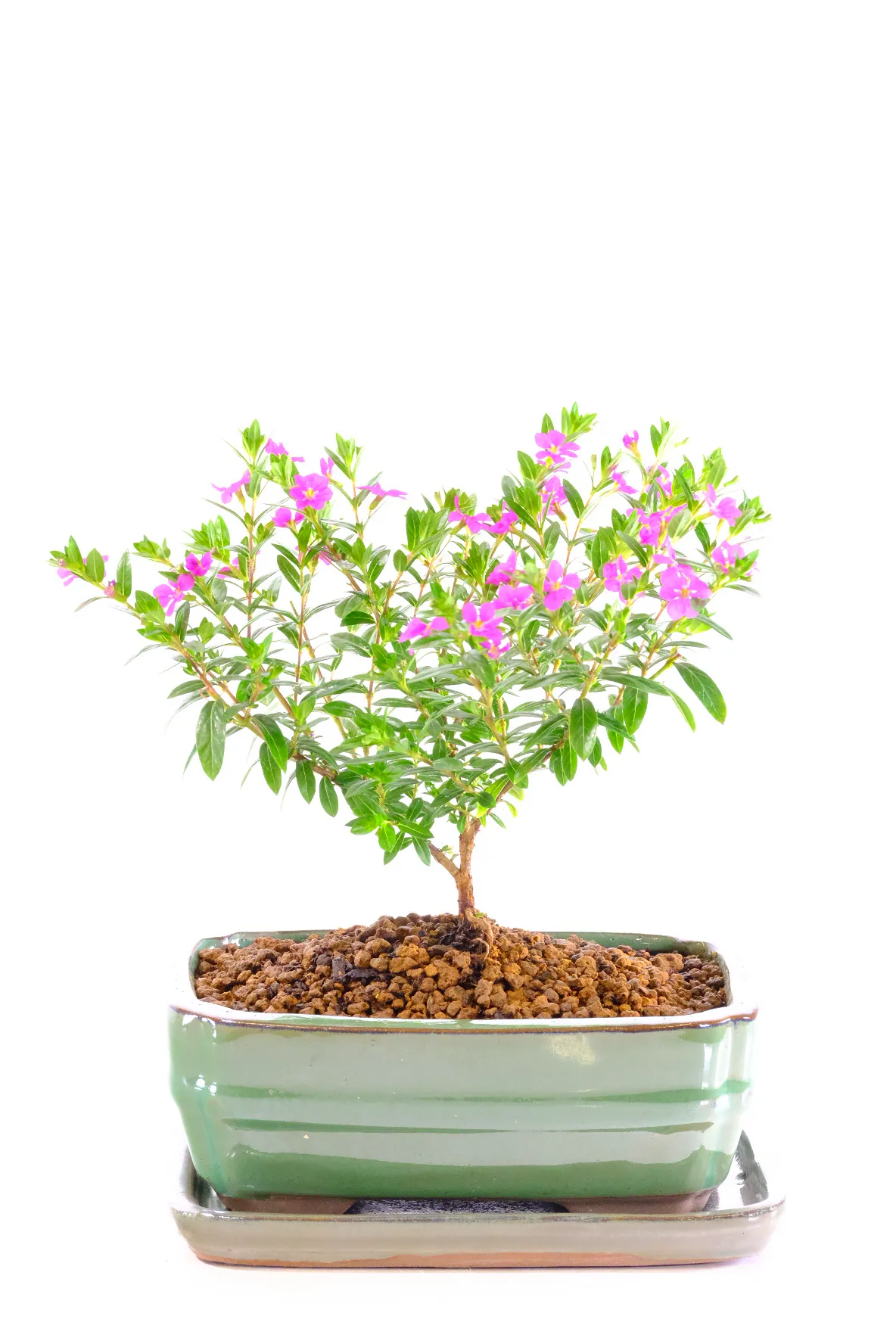 Cuphea Bonsai in Brand New Apple Green Ceramic Bonsai Pot