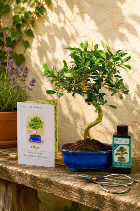 8-Year-Old Twisty S-Shaped Olive Bonsai Tree Kit with Meaning Card and Care Accessories – Symbol of Peace, Prosperity & Happiness, prosperity & Luck