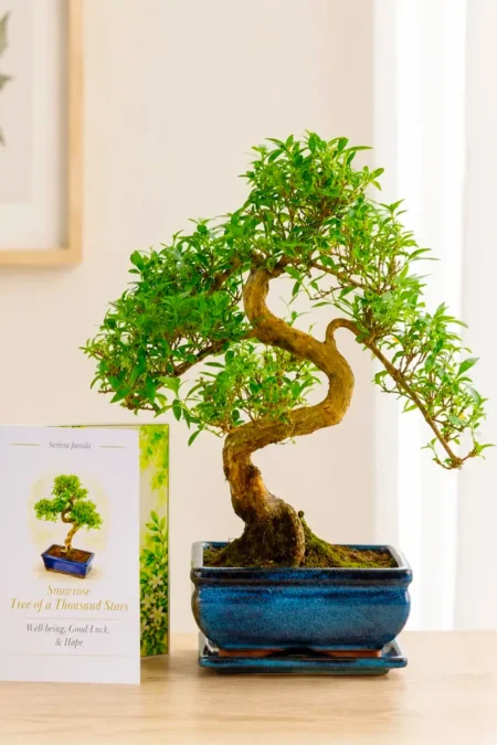 8-Year-Old Serissa Bonsai Tree Meaning Peace & Prosperity | Tree of a Thousand Stars with Meaning Card
