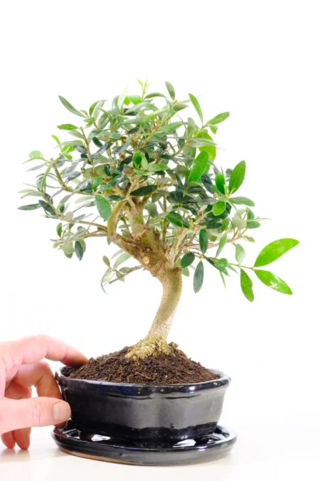 Olive bonsai tree for sale in brand new gloss black bonsai pot