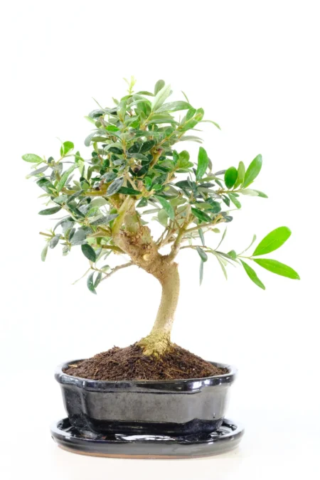Beautifully Designed Olive (Olea Europaea) Bonsai Tree with Vibrant Green Foliage