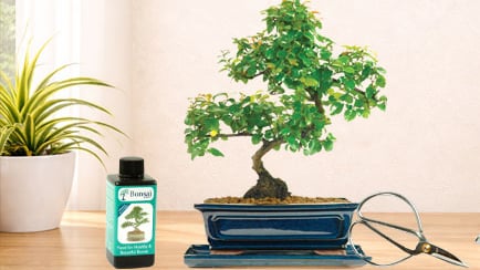 Premium Indoor Bonsai tree for sale - grow by the experts