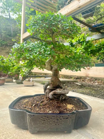 Proper bonsai tree