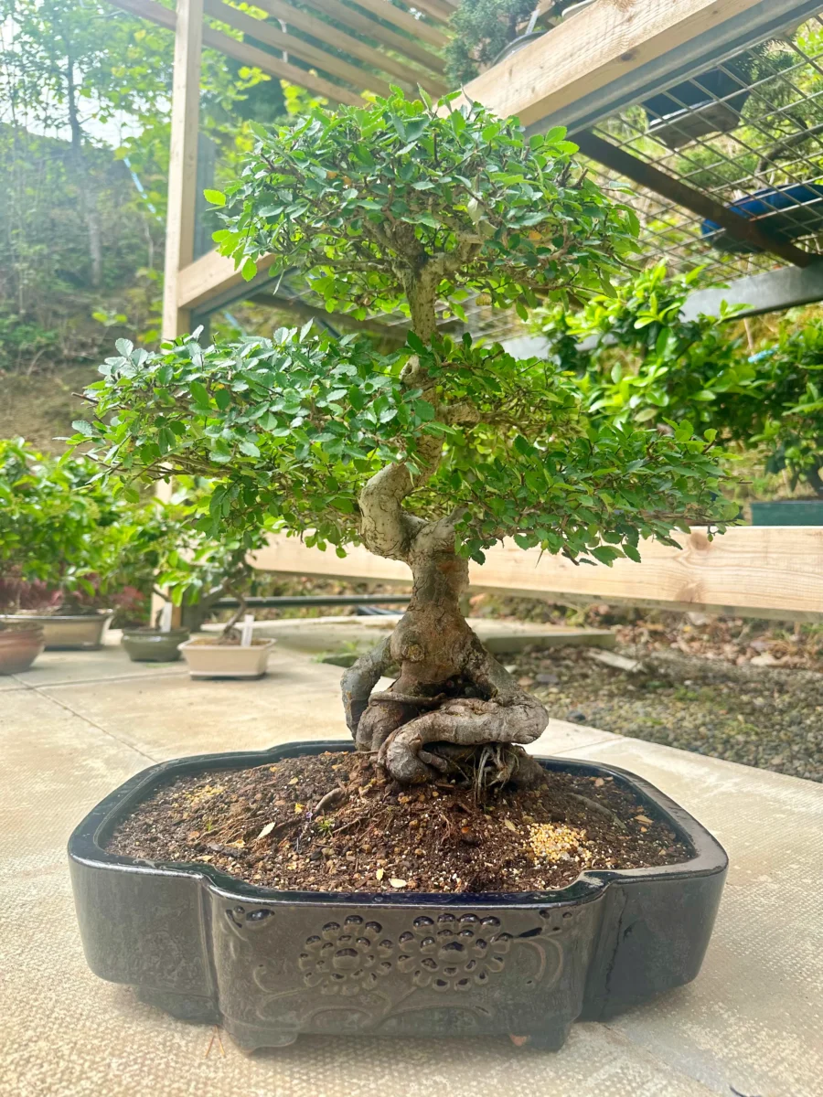 Proper bonsai tree