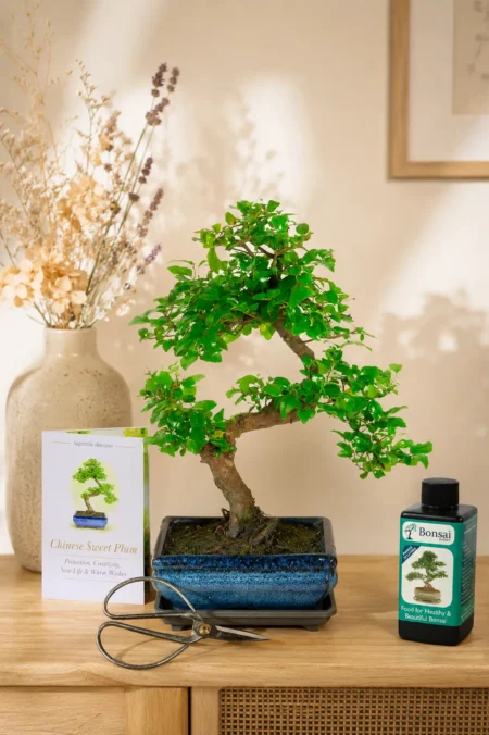 8-year-old fruiting Chinese Sweet Plum beginners bonsai tree kit | The tree of new beginnings.
