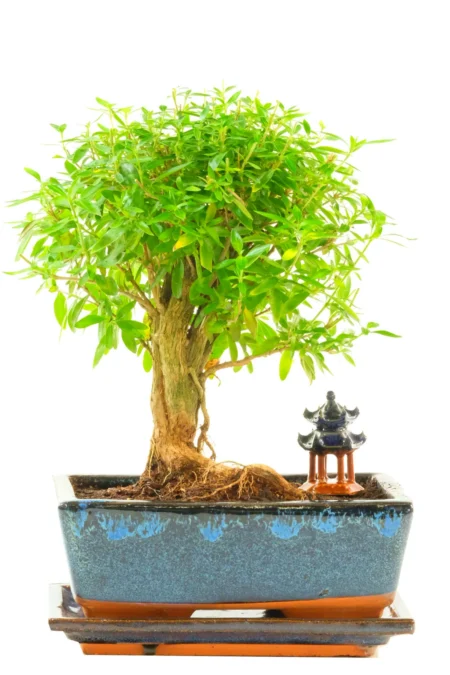 Rising Serenity Neagari Serissa Bonsai | Exposed Root Indoor Bonsai