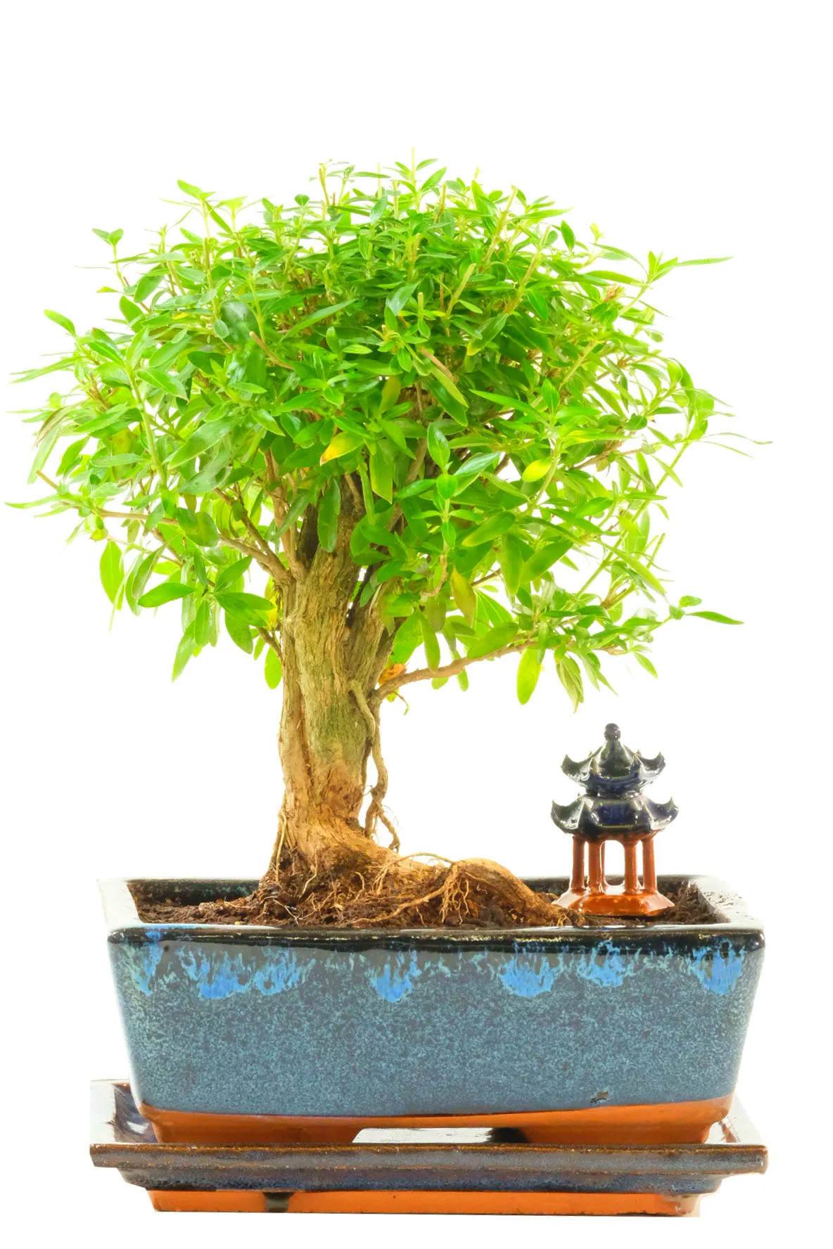 Rising Serenity Neagari Serissa Bonsai | Exposed Root Indoor Bonsai