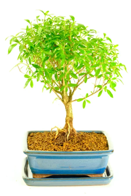 Rising Serenity Neagari Serissa Bonsai | Exposed Root Indoor Bonsai