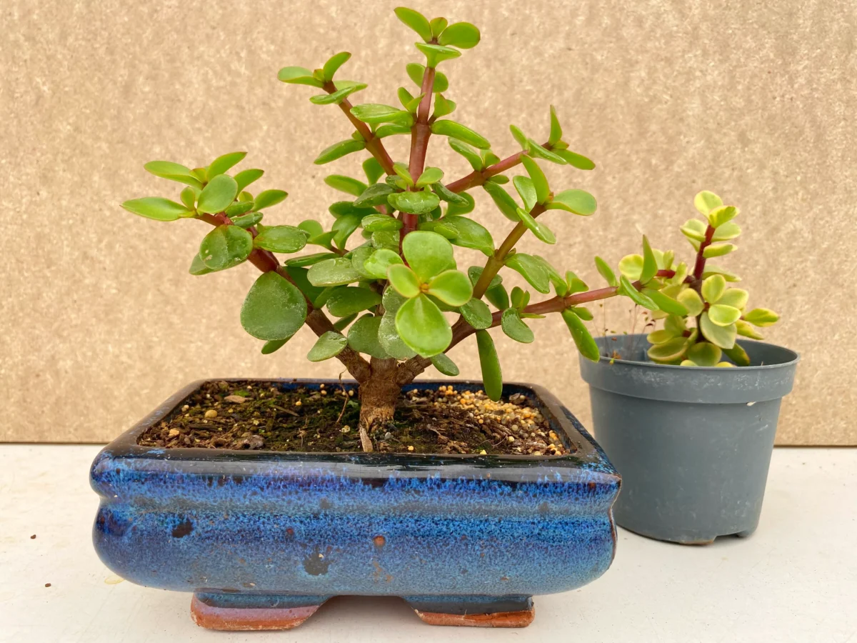 Starter bonsai